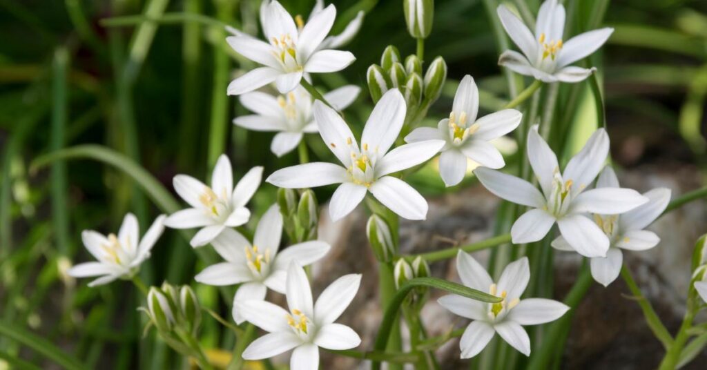 Flowers that start with O - Ornithogalum