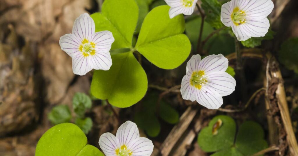 Flowers that start with O - Oxalis